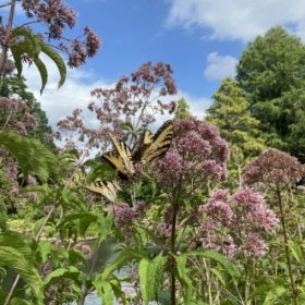 Tall plants with pink flowers being pollinated by three eastern tiger swallowtail butterflies.