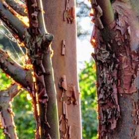 A close-up of tree bark with exfoliating, peeling bark. 