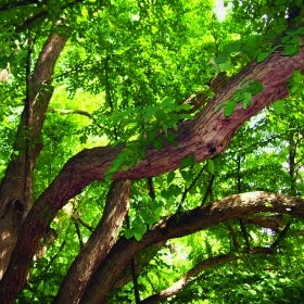 Large tree limbs and bright green foliage of a katsura-tree