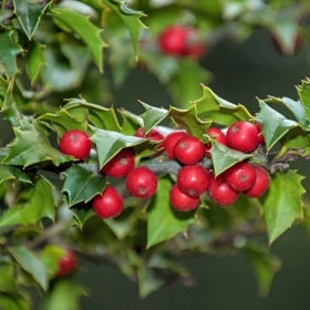 A close up of red holly berried and bright green holly foliage.