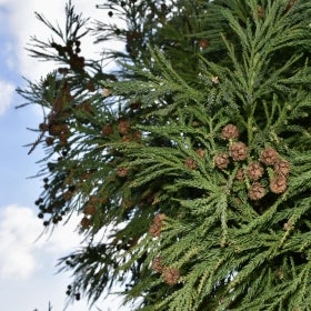 A close up of a conifer tree with cones.