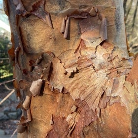 Tan and orange exfoliating bark of a paperbark maple.