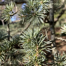 Blue-tinted needles on a Blue Atlas cedar in winter.