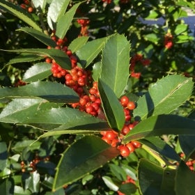 A holly plant with bright green serrated foliage and red berries.