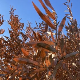 The warm tan foliage of spicebush in winter set against a clear blue sky.