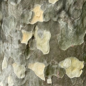 Llaking gray bark exposing white, tan, and green layers of bark of a lacebark pine in winter. 