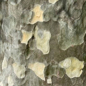 Llaking gray bark exposing white, tan, and green layers of bark of a lacebark pine in winter.