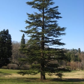 A tall, thin hardy cedar-of-Lebanon tree.