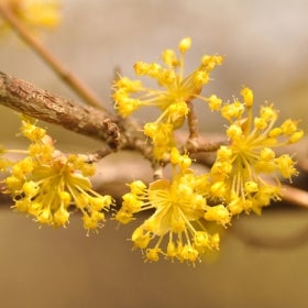 Small yellow flowers growing on bare brown branches.