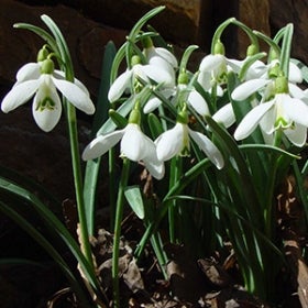 Small white flowers drooping towards the ground.