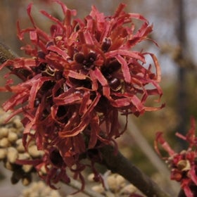 A red witchhazel flower.