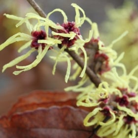 A spindly yellow witchhazel flower with a maroon eye growing on a branch. 