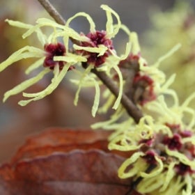 A spindly yellow witchhazel flower with a maroon eye growing on a branch.