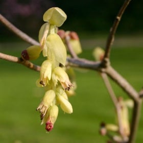 A spike winterhazel in bloom with long yellow flowers.