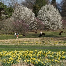 People walk through a green landscape with daffodils and magnolias in bloom.