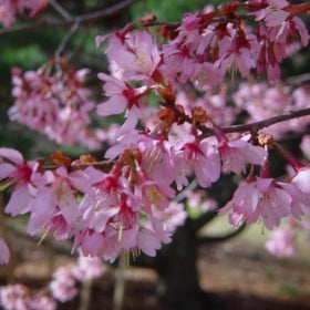 A cherry blossom tree in full bloom with pink and magenta flowers.
