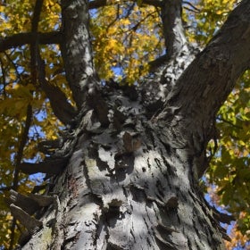 A photo of a shagbark hickory tree with flaky bark.