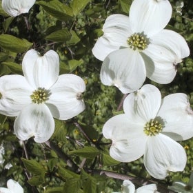 Three large white flowers with a pale yellow middle.