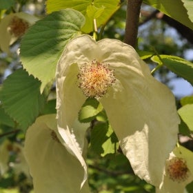 White, dangling bracts of a Dovetree that resembles perched doves.