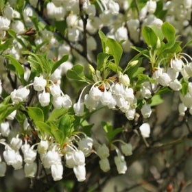 Clusters of small, white bell-shaped flowers.