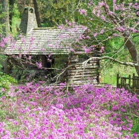 A log cabin surrounded by pink spring flowers. 
