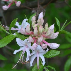 A cluster of white and pink azalea flowers.