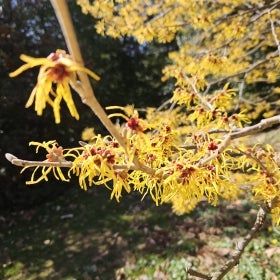 Yellow Princeton Gold Chinese witchhazel flowers on branches