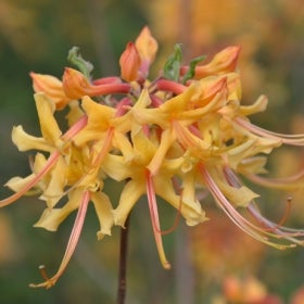 Bright orange flowers of Florida azalea growing in a cluster.