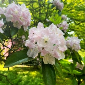 A flowering tree in bloom with clusters of big light pink flowers and dark green foliage.