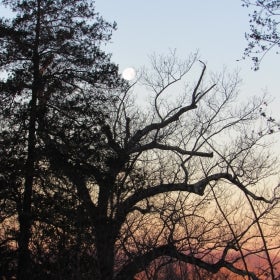 A photograph of the early morning, with darkened trees backdropped with the moon and a gradient sky of light blue to orange. 