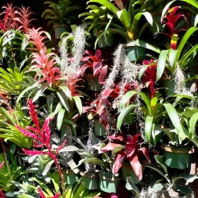 Many bromeliad plants in green, pink, red, and black-and-white striped. 
