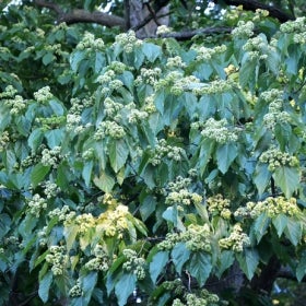 Green-blue foliage with clusters of small white flowers.