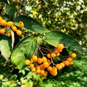 Small yellow/orange fruit growing in clusters on brown stems and surrounded by green foliage.