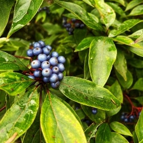 Clusters of deep blue fruit grow alongside green foliage.