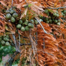 Deep orange needles of a tree with clusters of round green cone-like root shoots.
