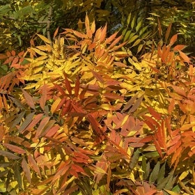 Yellow and orange leaves on a pistacia chinensis plant