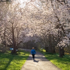 A person wearing a bright blue puffy coat walks on a path lined with trees in bloom with pink flowers.