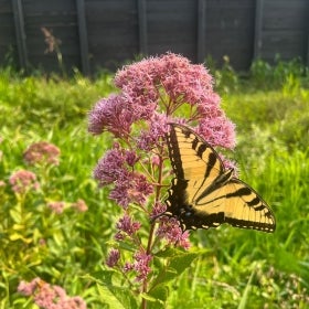 A pink plant with a black and yellow butterfly on top of it. 