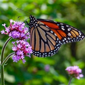 A monarch butterfly perched on a purple flowering plant. 