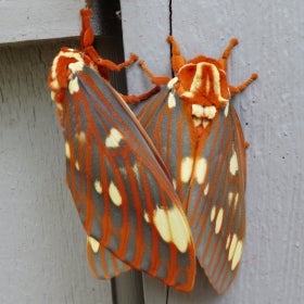 Two regal moths with orange, cream, and gray bodies. 