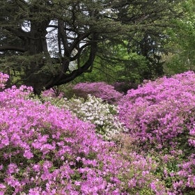 Pink and white azalea flowers bloom on large shrubs in front of a large tree. 
