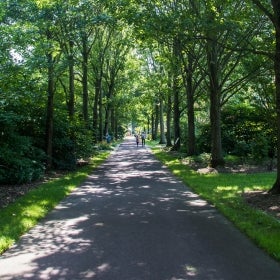A paved shady path with a green canopy of oak trees.
