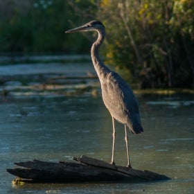 A great blue heron stands on a piece of driftwood in the middle of a pond.