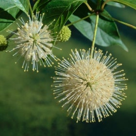 A round flower with thin spiky pedals tipped with yellow.