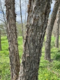 A close-up photograph of the trunk of a river birch tree with grey bark.