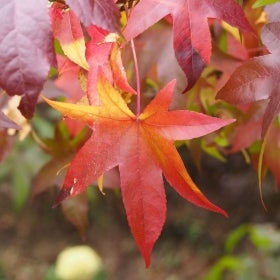 A red and yellow sweetgum leaf.