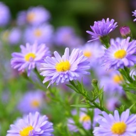 Small purple aster flowers.