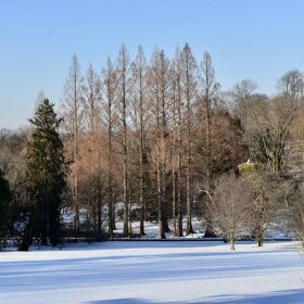 A snowy landscape with large bare trees in the background. 
