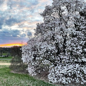 A blooming magnolia tree in the foreground with a sprawling meadow behind it on a cloudy day, where orange and blue light peeks through the sky. 