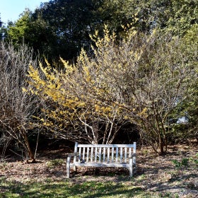 A wooden bench set outdoors with a blooming witchhazel tree hanging over it with yellow flower. 